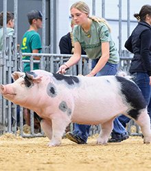 Reserve Spot Gilt 
2025 Aksarben