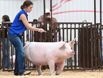 Reserve landrace gilt
2025 NJSA SW Regional
