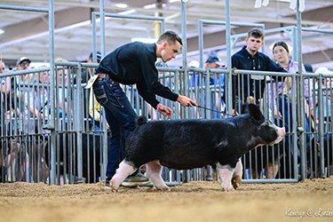 3rd overall berkshire Gilt 
2025 OH State Fair