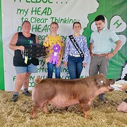 Grand champion BARROW
2025 Edwards County-IL