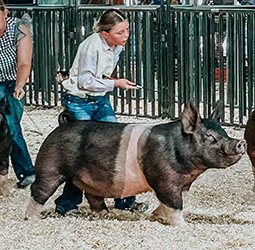 Grand champion gilt
2025 Linn County-KS