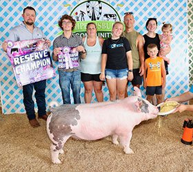 Reserve grand market hog 
2025 Shippensburg County-PA
