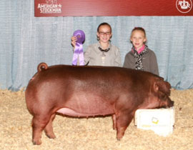 Champion Duroc Breeding Gilt - American Royal