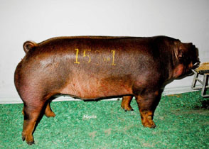 $3,500 High Selling Duroc Gilt