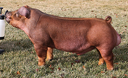 Duroc Reference Sires