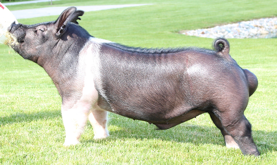 Upperhand Genetics :: Herd Sires Upperhand Genetics :: Herd Sires
