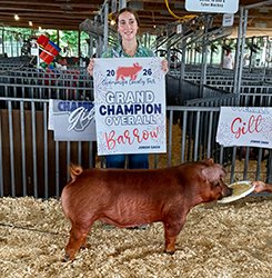 Grand champion barrow
2026 Champaign County-IL