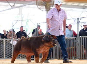 RESERVE GRAND DUROC BOAR
2026 EXPO-OPEN