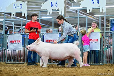 4th overall yorkshire gilt
2026 OH State Fair