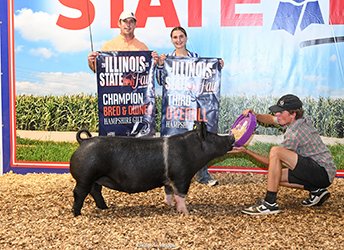 3rd overall hampshire gilt
2026 IL State Fair