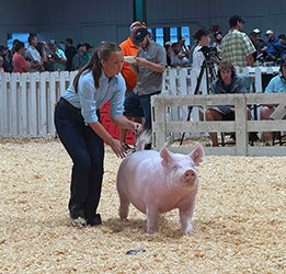 champion Yorkshire gilt
2026 IL State Fair