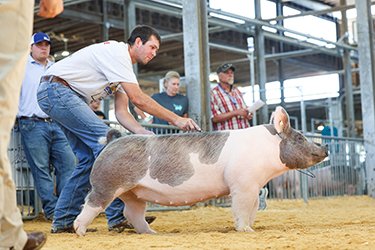 5th overall ffa light crossbred
2026 MO State Fair