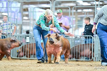 4th overall duroc barrow
2026 OH State Fair