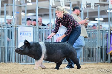 4th overall HAMPSHIRE barrow
2026 OH State Fair